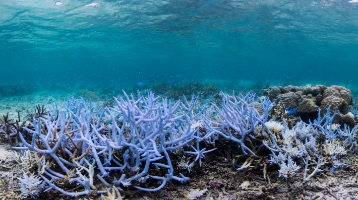 Coral