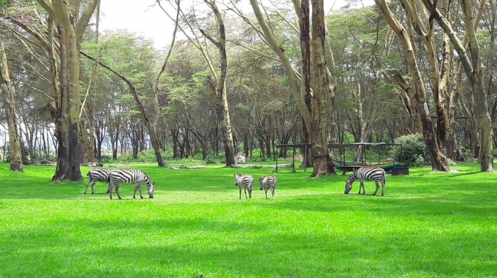 Wildlife around Lake Naivasha, Kenya