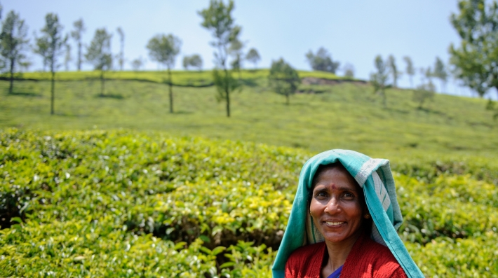 Tea plantation in South India  