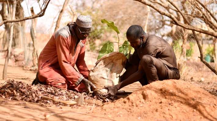 Men planting a tree