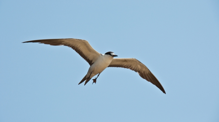 Sooty tern flying over Mauritius
