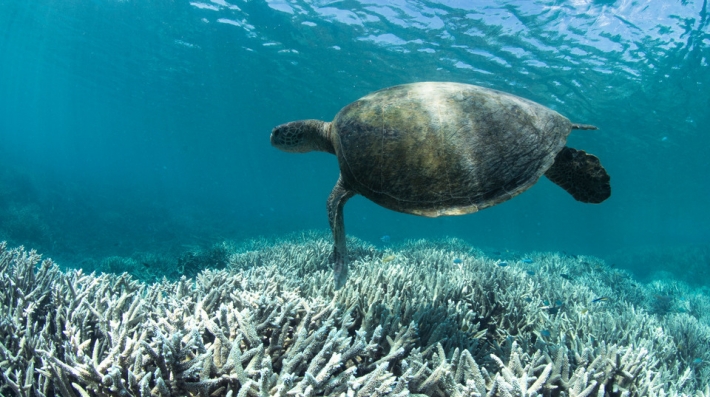 A sea turtle under the ocean