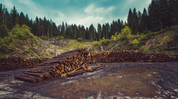Deforestation