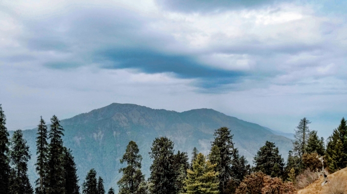 Chilgoza pine trees in Balochistan