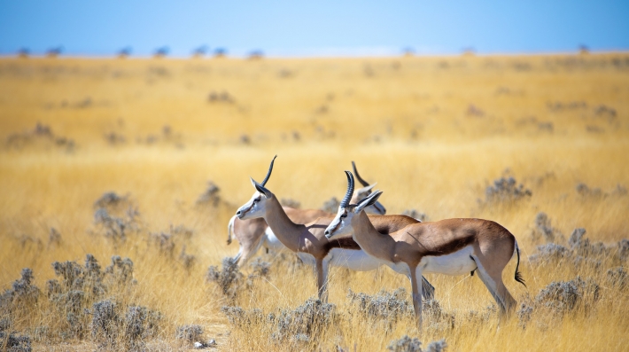 Springbok