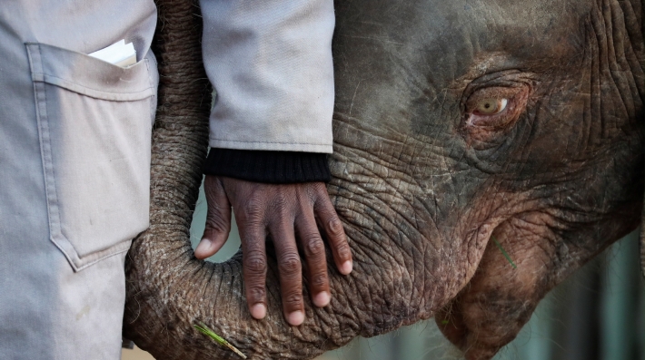 An elephant 