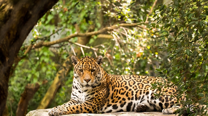 Jaguar at it's natural vegetation.