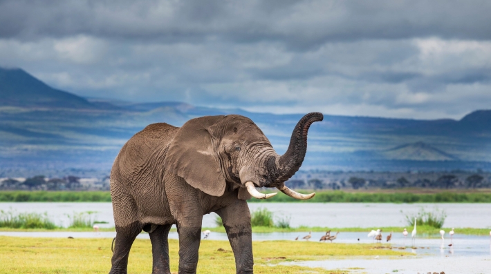 An elephant walking on the savannah