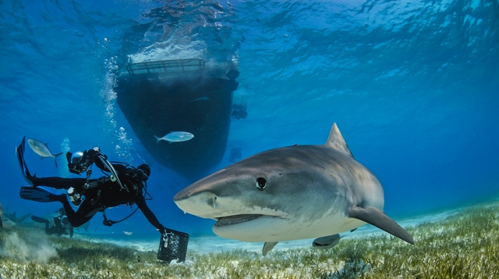 Life in the ocean