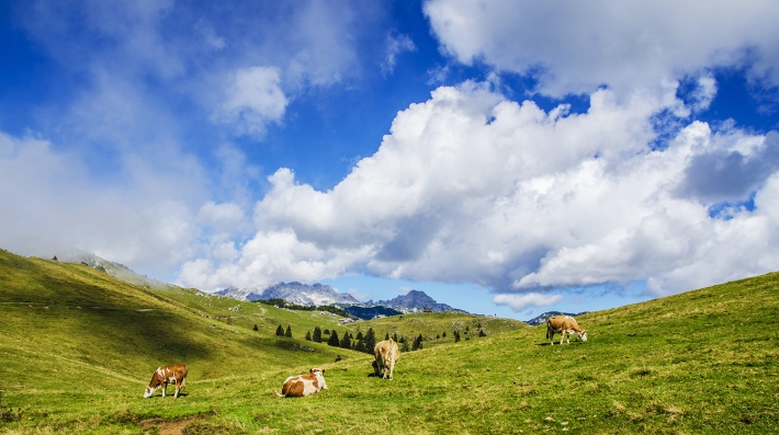 Cows grazing