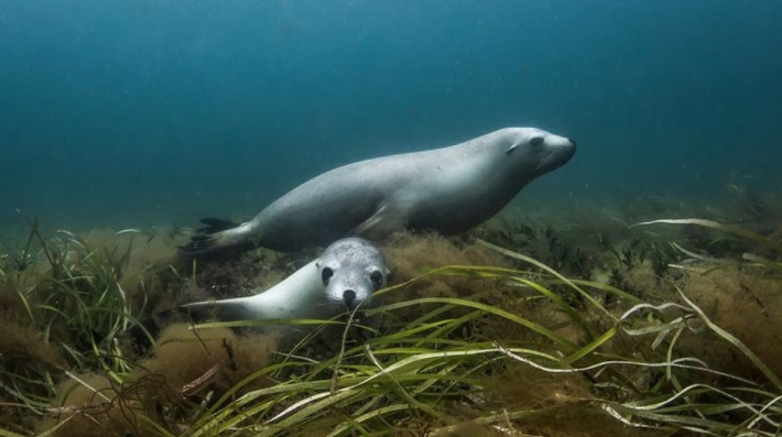 Seals underwater