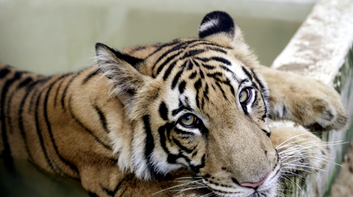 A Royal Bengal Tiger  in the eastern Indian city of Calcutta 