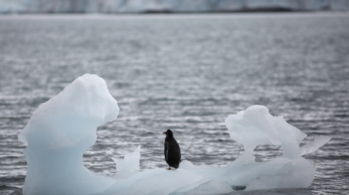Um pinguim sobre um iceberg derretido