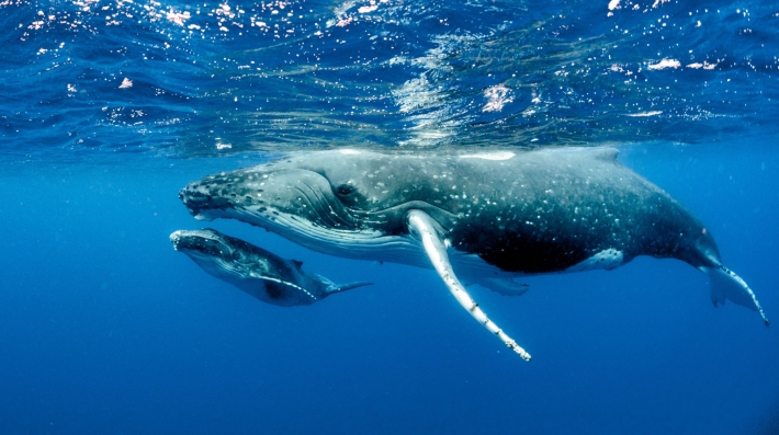 Whales swimming near the water surface 
