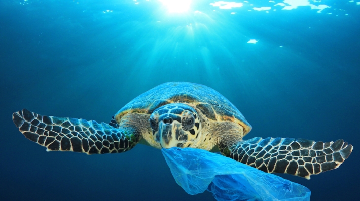 A turtle with a plastic bag in its mouth swims in the ocean