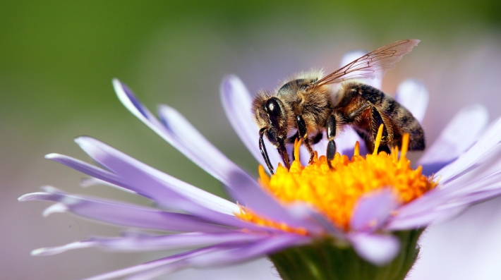 Bee
