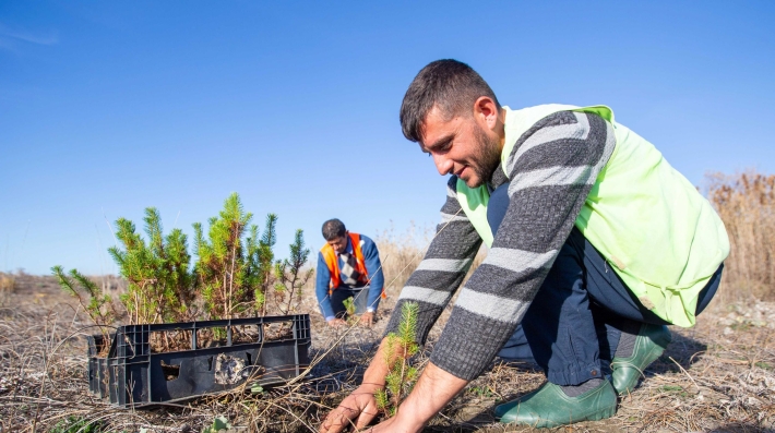 Two men planting a seedling
