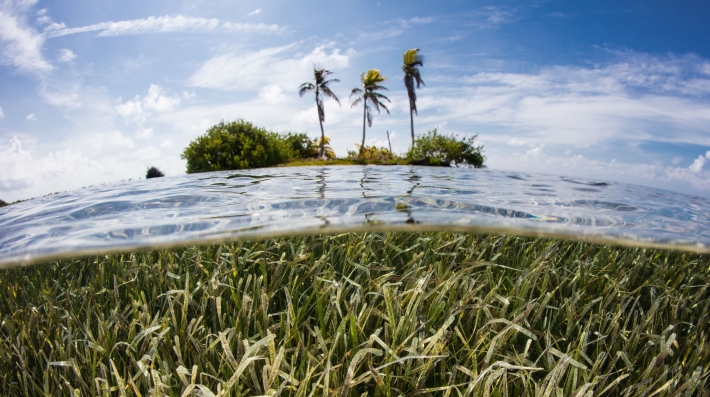 A field of seagrass underwater