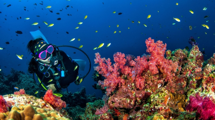 A diver in the ocean