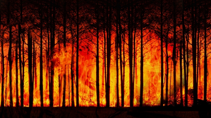 Wildifire
