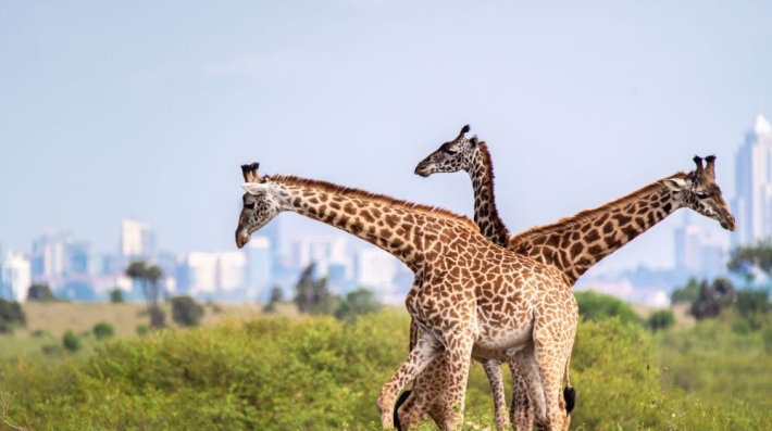 Giraffes