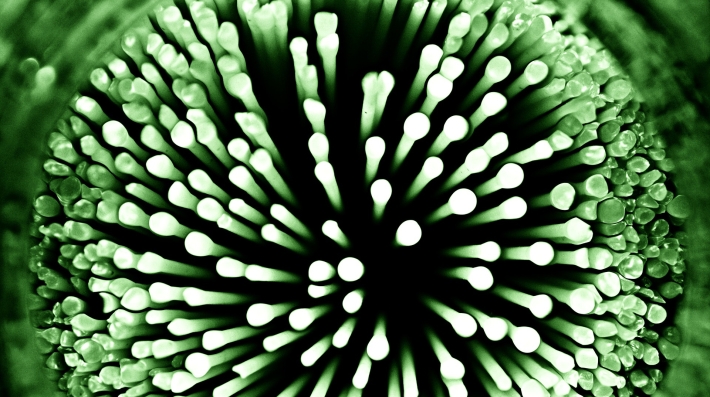 Bacteria