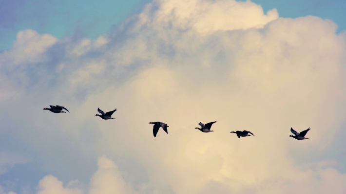 flying birds