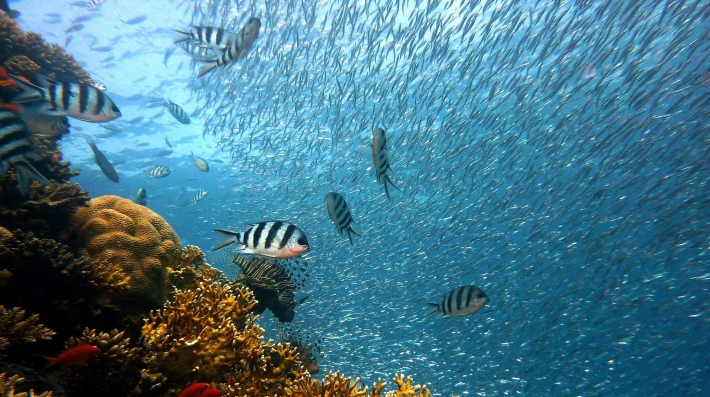 coral reefs