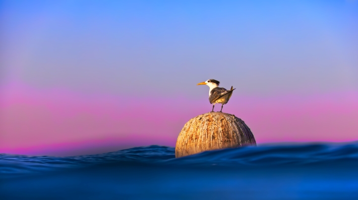 Migratory Waterbird