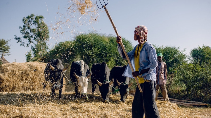 A man with several cows 