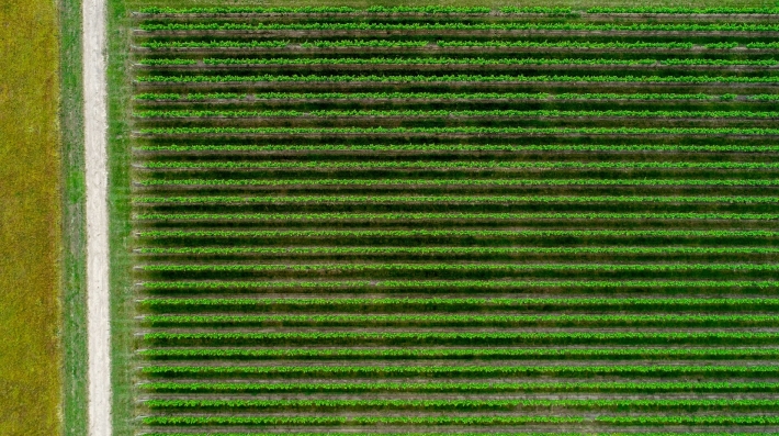 A lawn 