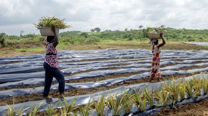 Mulheres agricultoras carregando plantas de abacaxi para serem semeadas em uma fazenda em Gana.