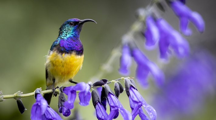A male variable sunbird (Cinnyris venustus) photographed in a garden in Kenya.