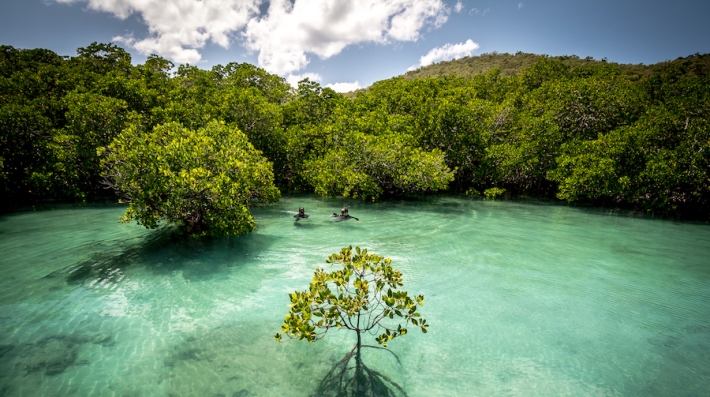 Mangroves