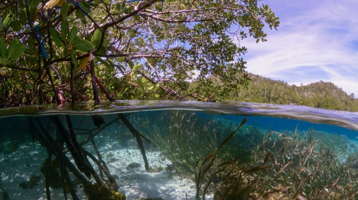 Fish under the water