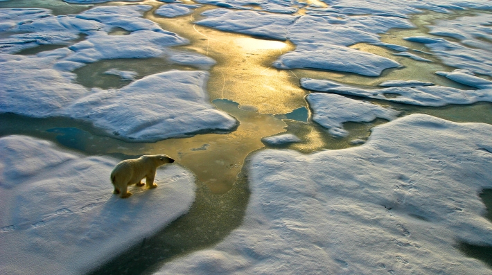 Polar Bear on melting ice caps