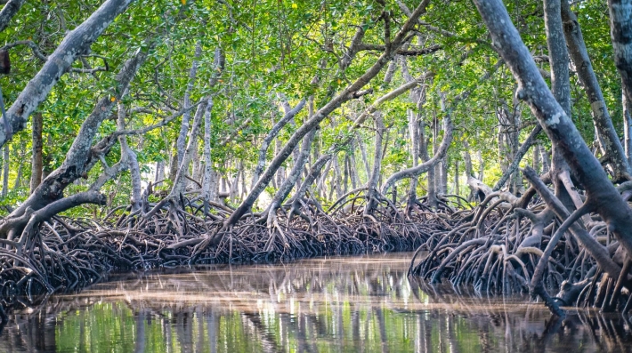 Mangrove swamp