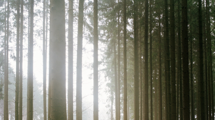 A man standing in a forest