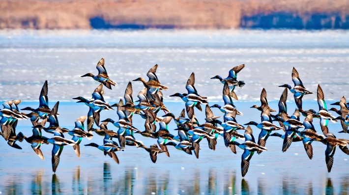 Ducks flying over a lake