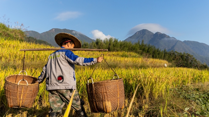 A man walking in a rice field