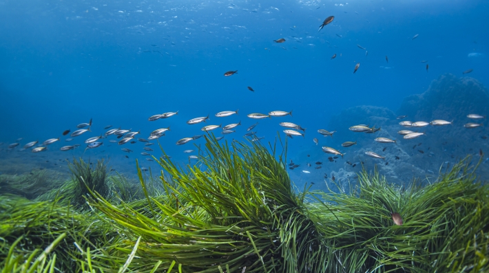 Pastos marinos en el mar Mediterráneo