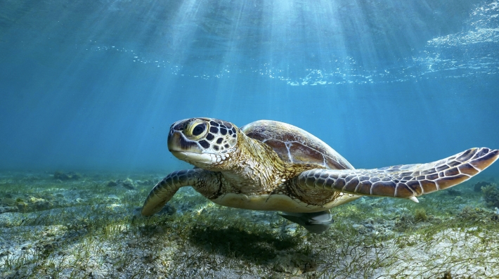 A sea turtle swims near the sea floor.