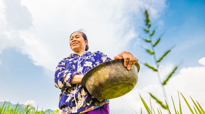 A women harvesting rice