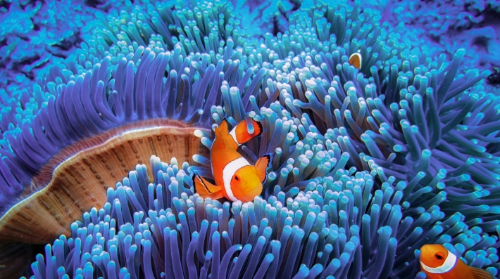 A clown fish on a coral reef.