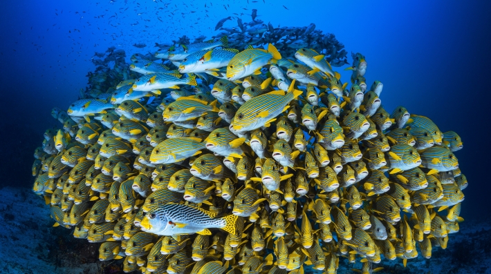 A school of fish