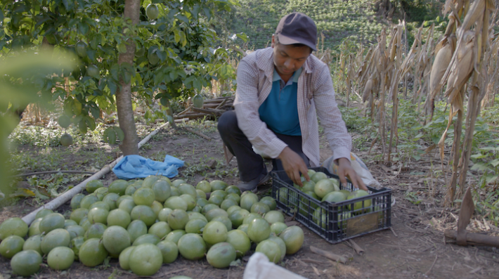 A man places fruits from farmland into a basket.