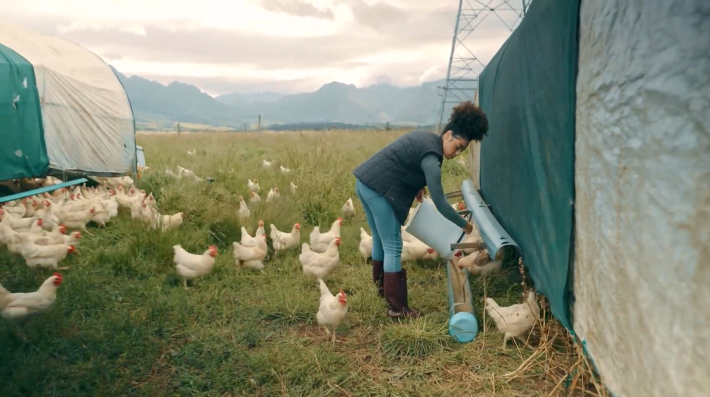 Woman feeding hens in a field