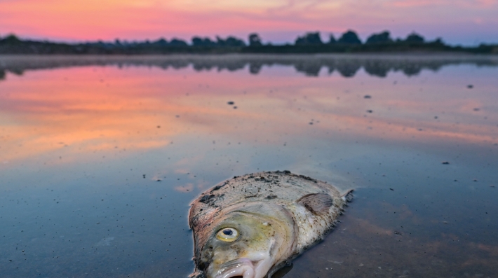 A dead fish