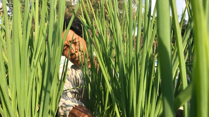 Uma mulher plantando mudas de arroz no Camboja