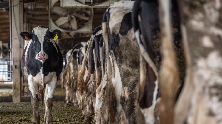 Cattle